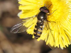 Melangyna lasiophthalma