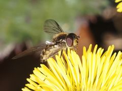 Melangyna lasiophthalma
