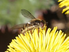 Melangyna lasiophthalma