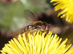 Melangyna lasiophthalma
