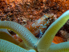 Hypleurochilus springeri