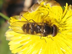Melangyna lasiophthalma