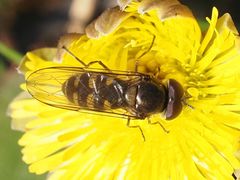 Melangyna lasiophthalma