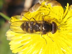 Melangyna lasiophthalma