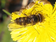 Melangyna lasiophthalma