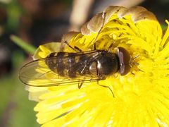 Melangyna lasiophthalma