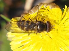Melangyna lasiophthalma