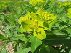 Euphorbia adenochlora