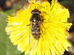 Melangyna lasiophthalma