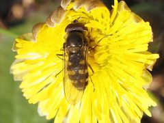 Melangyna lasiophthalma
