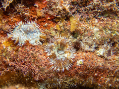 Bellactis caeruleus