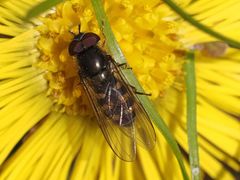 Melangyna lasiophthalma