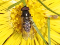 Melangyna lasiophthalma