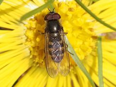 Melangyna lasiophthalma