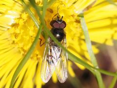 Melangyna lasiophthalma