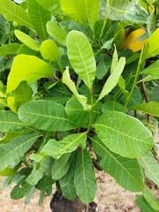 Anacardium