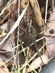 Dolomedes instabilis