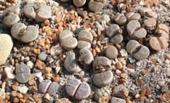 Lithops dinteri
