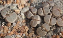 Lithops dinteri