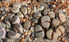 Lithops dinteri