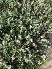 Polygonum paronychia