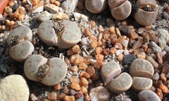 Lithops dinteri
