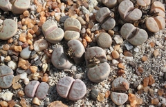 Lithops dinteri