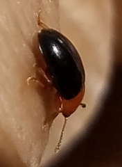 Triplax thoracica