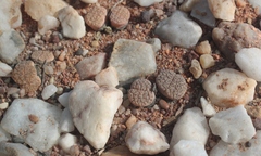 Lithops fulviceps