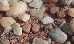 Lithops fulviceps