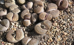Lithops hallii