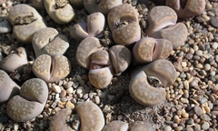 Lithops hallii