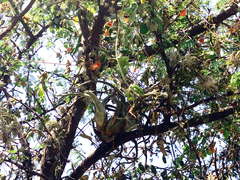 Tillandsia caput-medusae