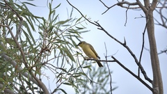 Ptilotula keartlandi