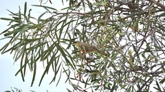 Ptilotula keartlandi