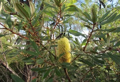 Banksia oblongifolia