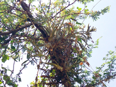 Tillandsia caput-medusae