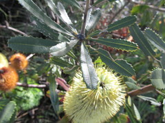 Banksia oblongifolia