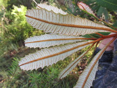 Banksia oblongifolia