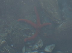 Henricia leviuscula