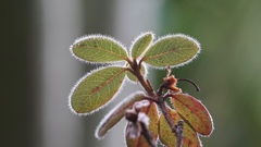 Rhododendron leucaspis