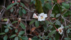 Rhododendron leucaspis