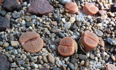 Lithops hookeri hookeri