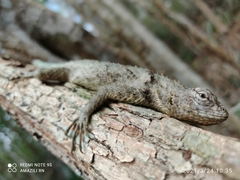 Sceloporus lundelli gaigeae