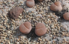 Lithops hookeri