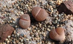 Lithops hookeri
