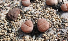 Lithops hookeri