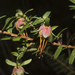 Lemon-scented Darwinia - Photo (c) Sue Jaggar, some rights reserved (CC BY-NC-ND), uploaded by Sue Jaggar