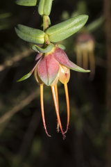 Darwinia citriodora