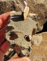 Adula californiensis